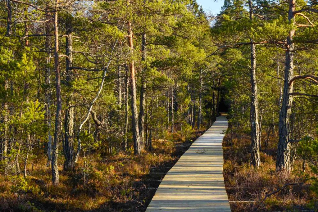 En solig dag på Rösjö&nbsp;mosse