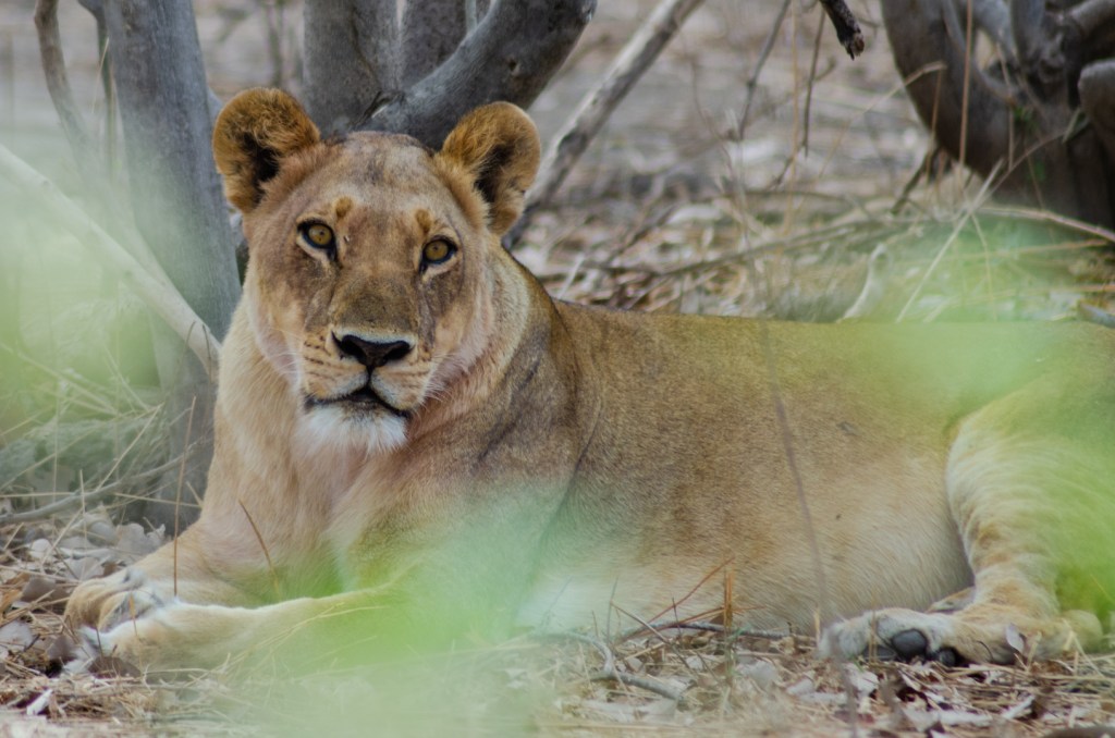 När Afrikalängtan blir för stor blickar vi tillbaka på vår  drömresa till&nbsp;Botswana.