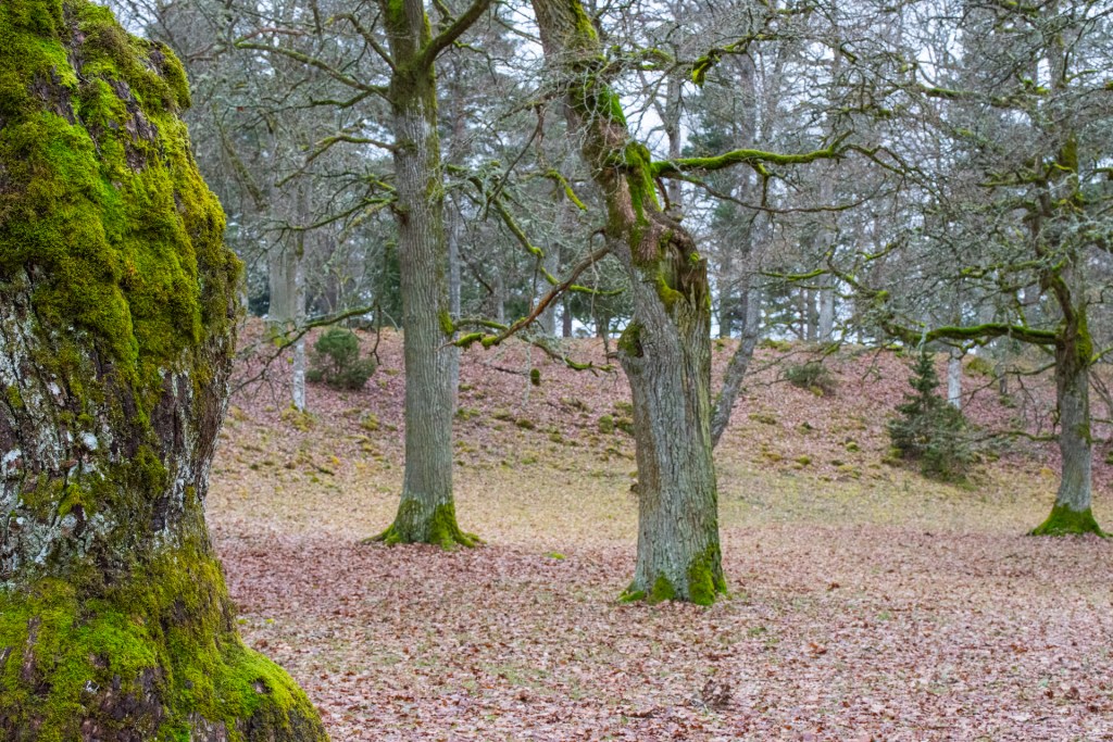 Forentorpa ängar – ett av våra närmsta&nbsp;naturreservat