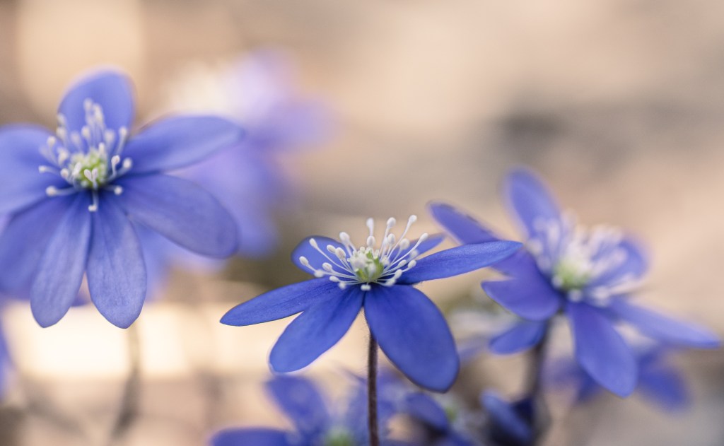 Vårens första dag…