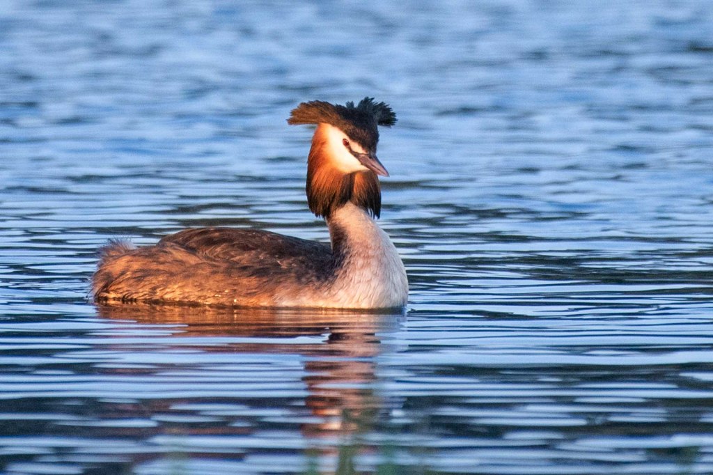Fotoföredrag på Garnisonsmuséet, Axvall och en natt vid Naturum&nbsp;Hornborgasjön.