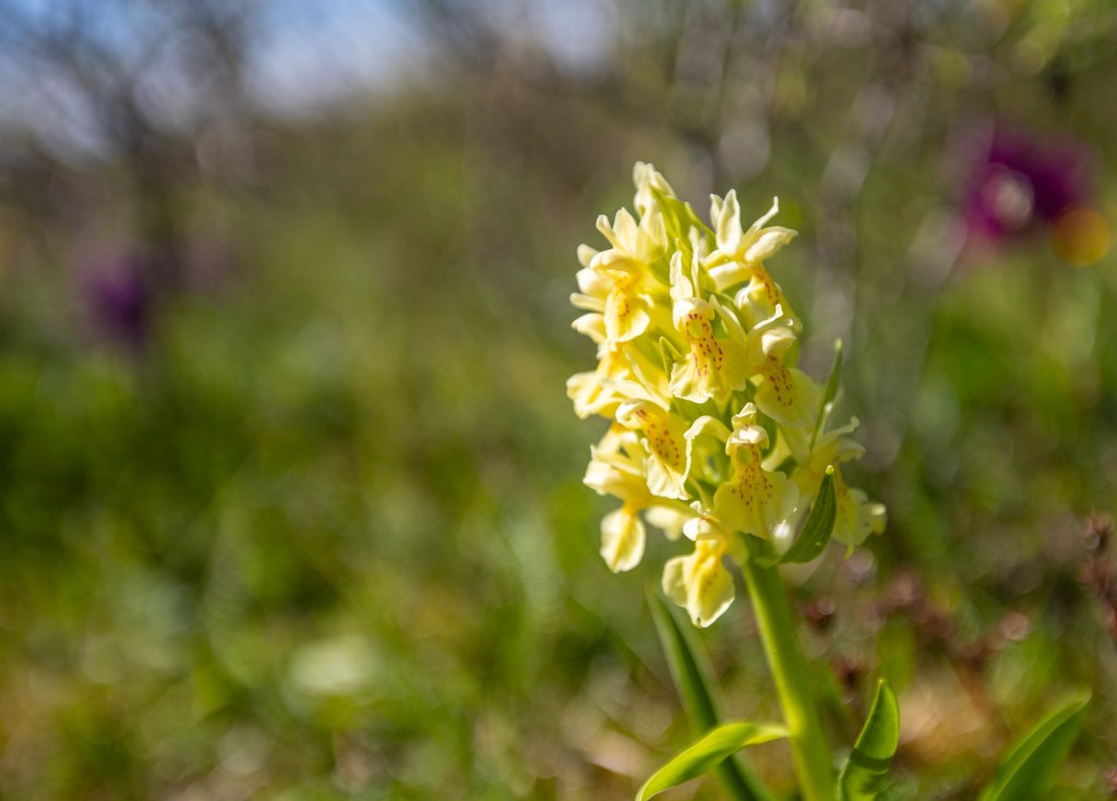 Alvarets orkidéer och ställplatsen i&nbsp;Grönhögen.