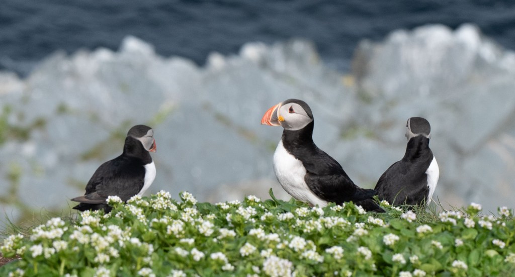 Hornøya – Häckningsplats för 100 000-tals&nbsp;sjöfåglar.