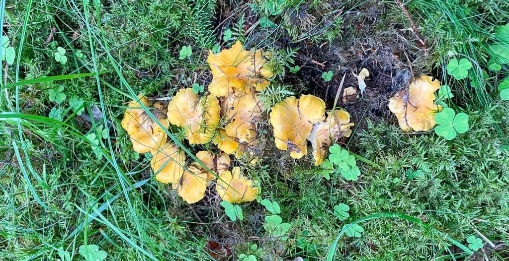 En sensommarvecka på Hemmaplan.