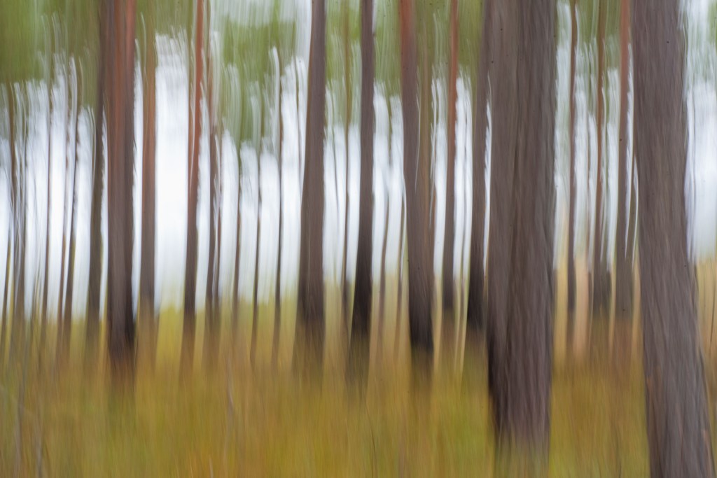 Fotovandring på Rösjö&nbsp;mosse.