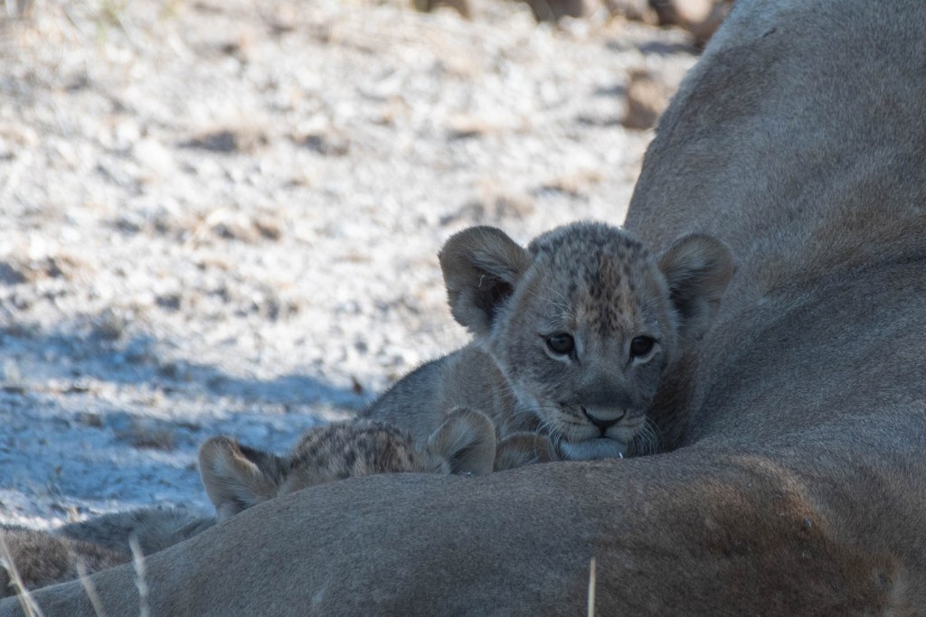 Etosha Nationalpark.
