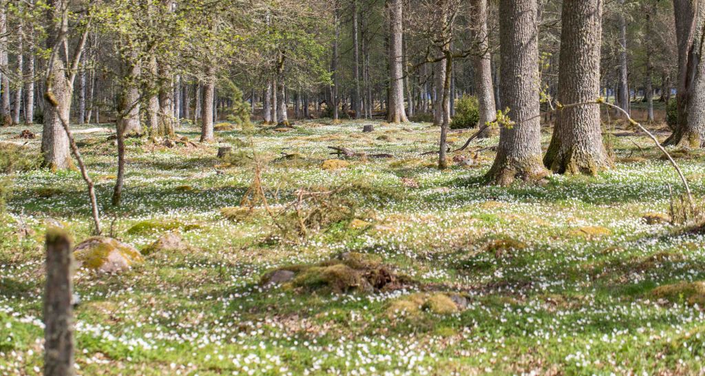 Vandring på torpanäset.