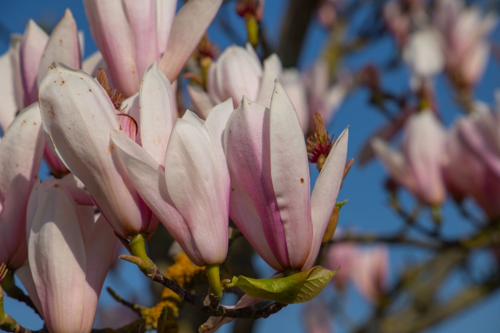 Sista etapperna på vår övervintringsresa.